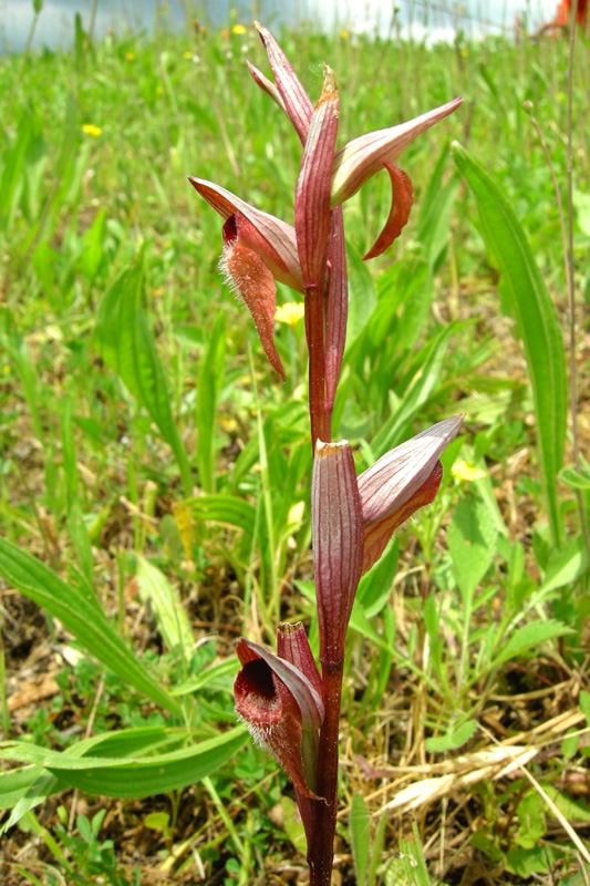 Orchidee del Chianti - Ophrys sphegodes e altre...